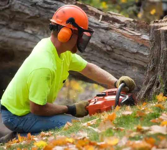 tree services Dearborn Heights